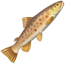 Trout