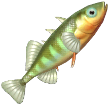 Three-Spined Stickleback