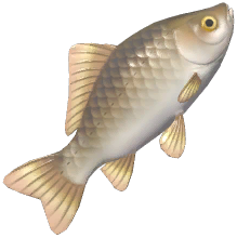 Crucian Carp