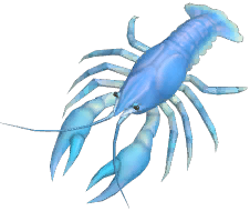 Blue European Crayfish