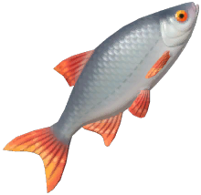 Common Rudd