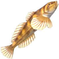 Mottled Sculpin