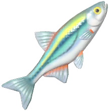 Schneider