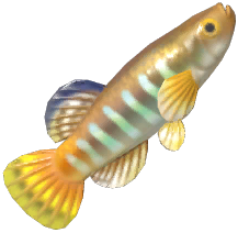 Mediterranean Killifish