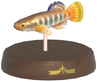 Certified Mark (Mediterranean Killifish)