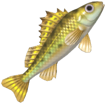 Ruffe