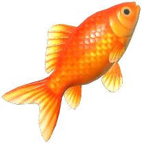 Goldfish