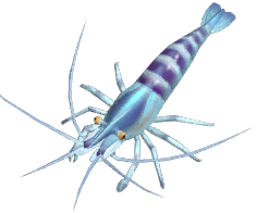 Oriental Shrimp