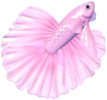 Pink Betta