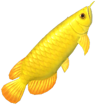 Asian Arowana