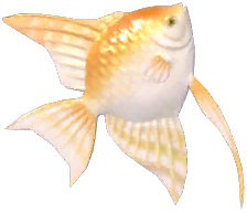 Angelfish
