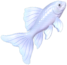 Butterfly Koi