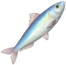 Sardine