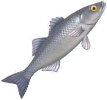 Sea Bass