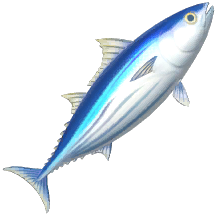 Skipjack Tuna