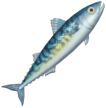 Atlantic Mackerel