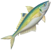 False Scad