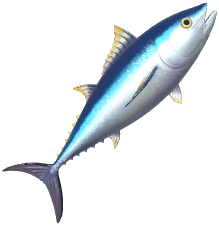 Bluefin Tuna