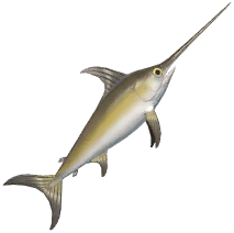 Swordfish