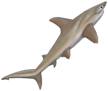 Smooth Hammerhead