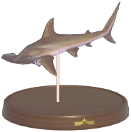 Certified Mark (Smooth Hammerhead)