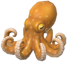 Common Octopus