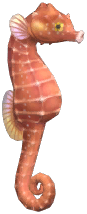 Seahorse