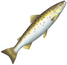 Atlantic Salmon