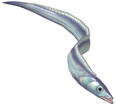 Beltfish