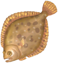Turbot