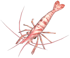 Common Prawn