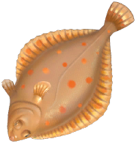 European Plaice