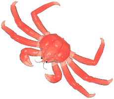 King Crab