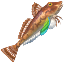 Tub Gurnard