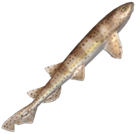 Nursehound