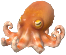 Atlantic Pygmy Octopus