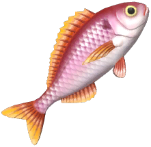 Blackspot Seabream