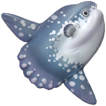 Ocean Sunfish