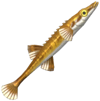 Sea Stickleback