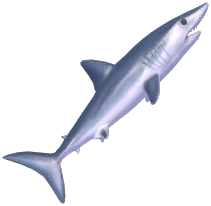 Shortfin Mako Shark