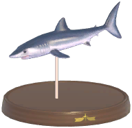 Certified Mark (Shortfin Mako Shark)