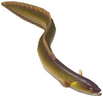 European Eel