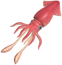 European Flying Squid