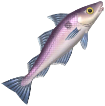 Haddock