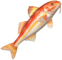 Striped Red Mullet
