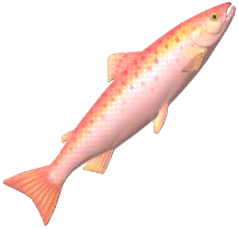 Pink Atlantic Salmon