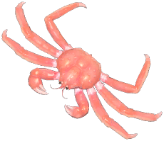 Pink King Crab