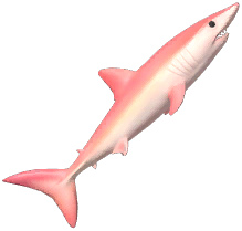 Pink Shortfin Mako Shark