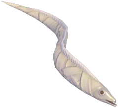 Bandage Fish