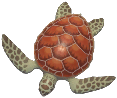 Green Sea Turtle